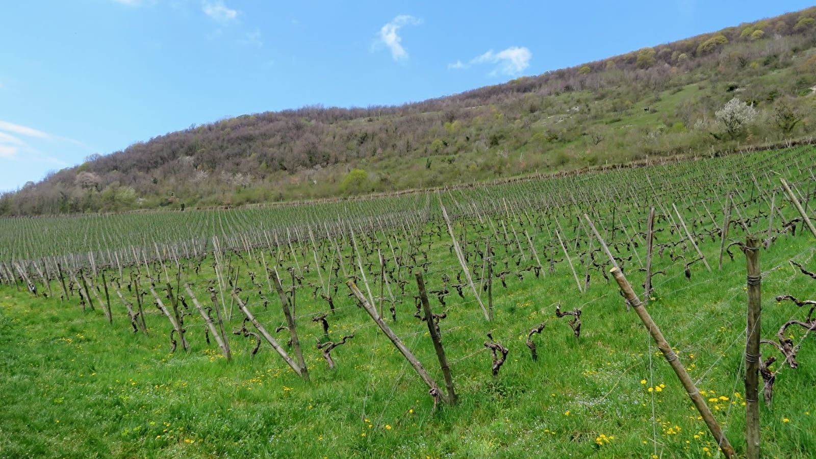 Vignes de Croux