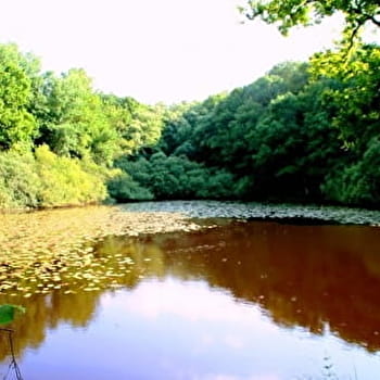 L'étang de Moutiers - MOUTIERS-EN-PUISAYE