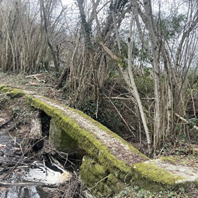 Chemin des chétifs bois