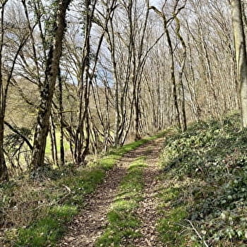 Promenons-nous dans les bois à Saint-Loup - SAINT-LOUP-DES-BOIS
