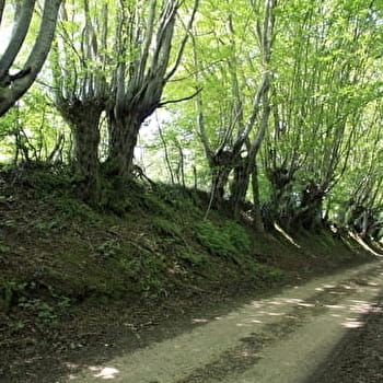 Sentier de Guédelon - TREIGNY-PERREUSE-SAINTE-COLOMBE
