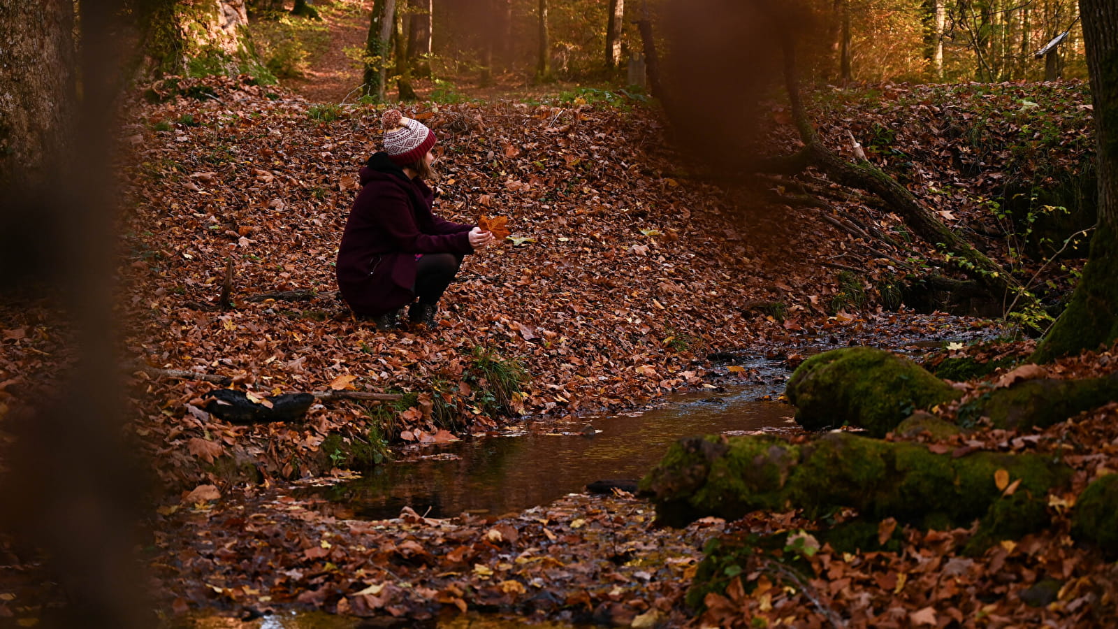 Une forêt, plein de paysages