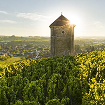 Balades entre les vignes : Arbois - ARBOIS