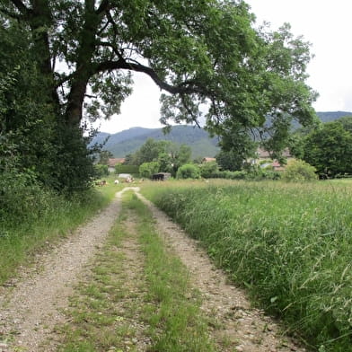 Parcours VTT 81 - bleu - les Druides - Espace FFC Ain Forestière