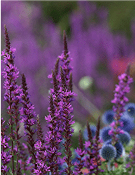 Circuit VTT n°21 / Nancray - NANCRAY