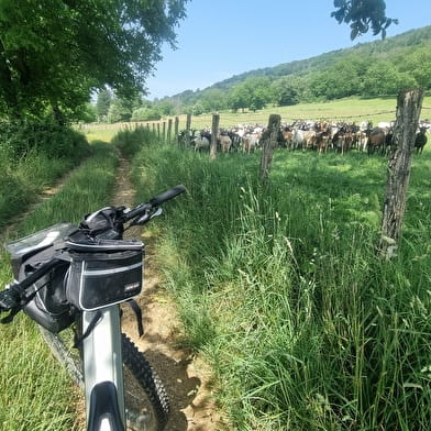 Circuit VTT n°7 (rouge) - Côtes de Villereversure, terres à Comté