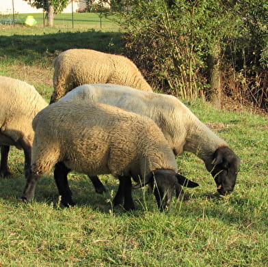 Circuit randonnée : Des bords de Saône