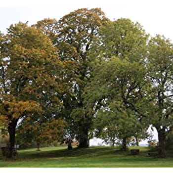 Chemin du Tilia - CHAIGNAY