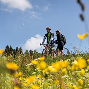 Parcours VTT 81 - bleu - les Druides - Espace FFC Ain Forestière - DIVONNE-LES-BAINS
