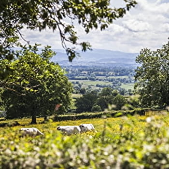 A travers bois - SEMUR-EN-BRIONNAIS