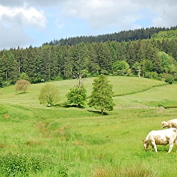 Entre étang et forêts - CHARMOY