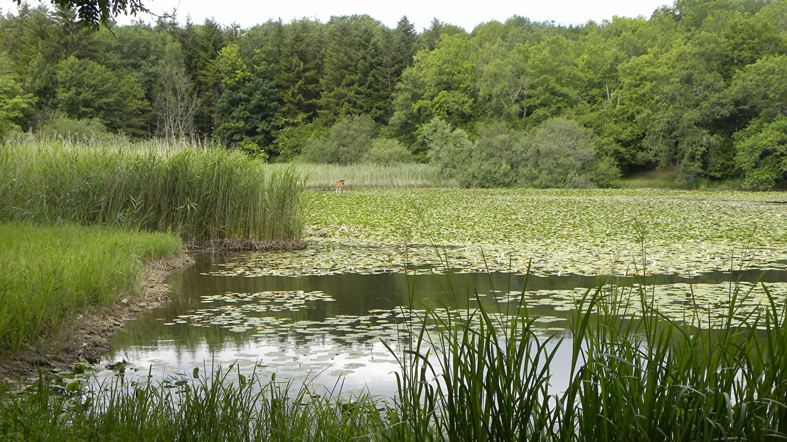 Promenade et/ou pique-nique à l'Étang de Ste-Barbe
