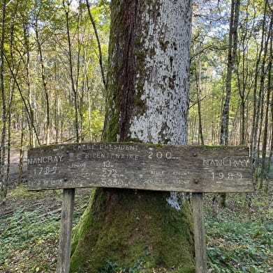 L'ancien Chêne Président