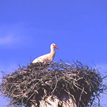 Balade famille : sentier de découverte des cigognes - Mars sur Allier