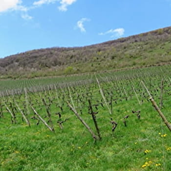 Vignes de Croux - LODS