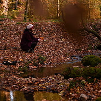 Une forêt, plein de paysages - 