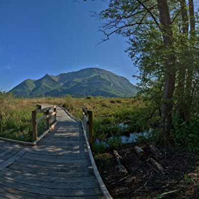 Circuit vélo : Marais de Lavours et vignobles du Bugey