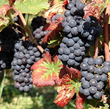 Au coeur des Grands Crus de Bourgogne - MOREY-SAINT-DENIS