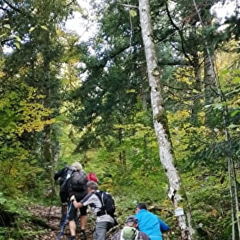 La forêt des Dergis - Parcours marche nordique n°12 - PLATEAU D'HAUTEVILLE