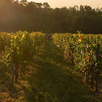 Circuit VTT n°18 Entre vignes et orchis - CHAMPLITTE