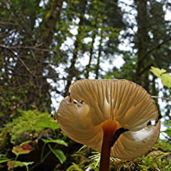 La forêt du Mont noir - LAC-DES-ROUGES-TRUITES