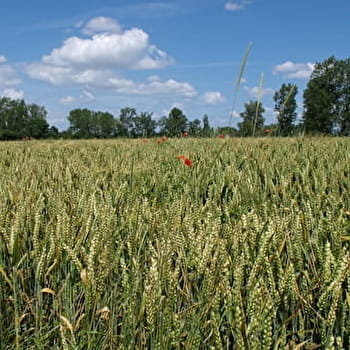 Sur les petites routes de Bresse - SAINT-USUGE