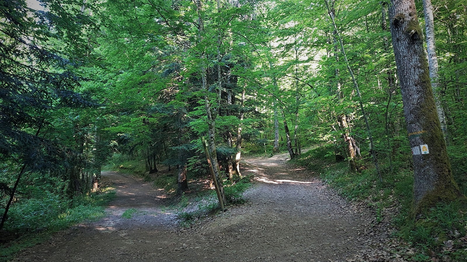 Parcours VTT 2 bleu - La forêt de Rothonne : Le Cerf - Espace FFC Ain Forestière
