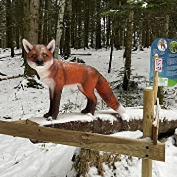 Balade - La piste des animaux - PLATEAU D'HAUTEVILLE