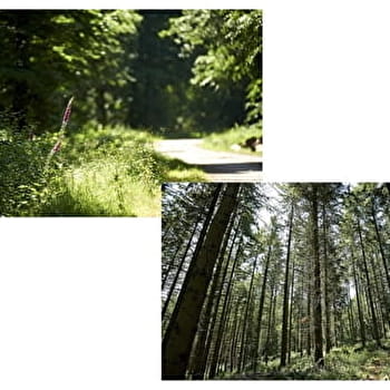 Boucle du Bois de Brenil - SAULIEU