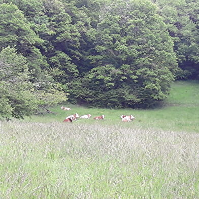 Randonnée pédestre : La Montagne des Princes
