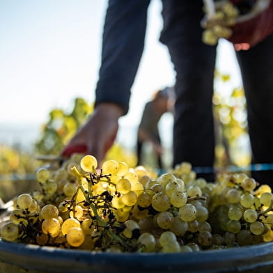 Randonnée - Vignoble du Revermont