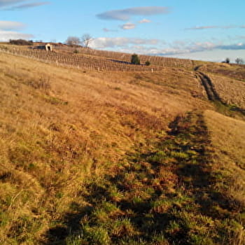 Circuit Les Grandes Terres - BEAUJEU