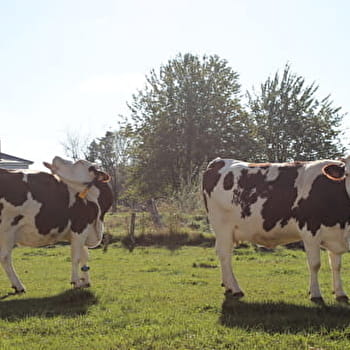 Découvrir la vache montbéliarde -