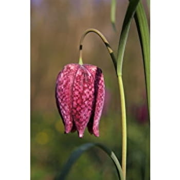 Boucle des Maillys - LES MAILLYS