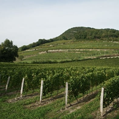 Parcours de balade dans le vignoble de la Maison Angelot à Marignieu