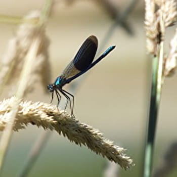 Sortie nature : La mare aux Demoiselles - MAGNY-COURS