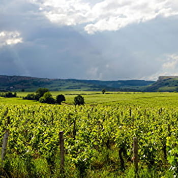 Autour de Solutré - CHARNAY-LES-MACON