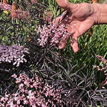 Rendez-vous aux jardins : les jardins de Baloo - VILLENEUVE-SOUS-CHARIGNY