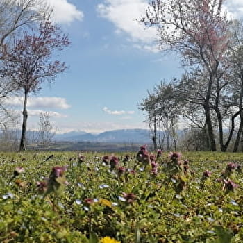 Balade à Thoiry : ' en Molie' - THOIRY