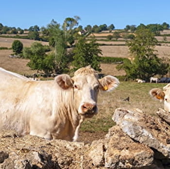 Mâcon - Digoin : Le Charolais, un délice de terroir - MACON