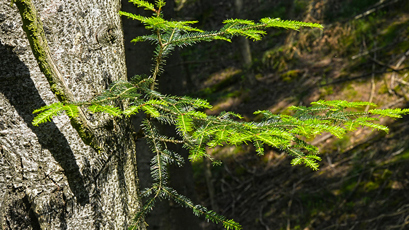 La ligne de partage des eaux - Beaujolais Vert - Poule-les-Écharmeaux