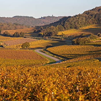 Circuit coup de cœur - Paysages de vignes - PRISSE