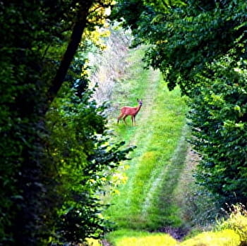 Le Moulin Blot à cheval - BOUHY