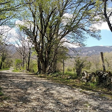 Balade à Thoiry : ' en Molie'