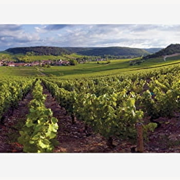 Sentier Meursault-Blagny - MEURSAULT