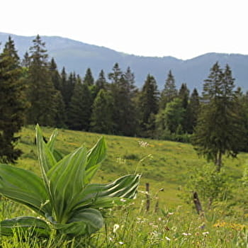 VFF-049 - De Pontarlier à Jougne voie historique - PONTARLIER