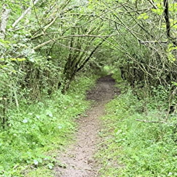 Entre bois et étangs - Circuit VTT n°2 - MARTIGNY-LE-COMTE