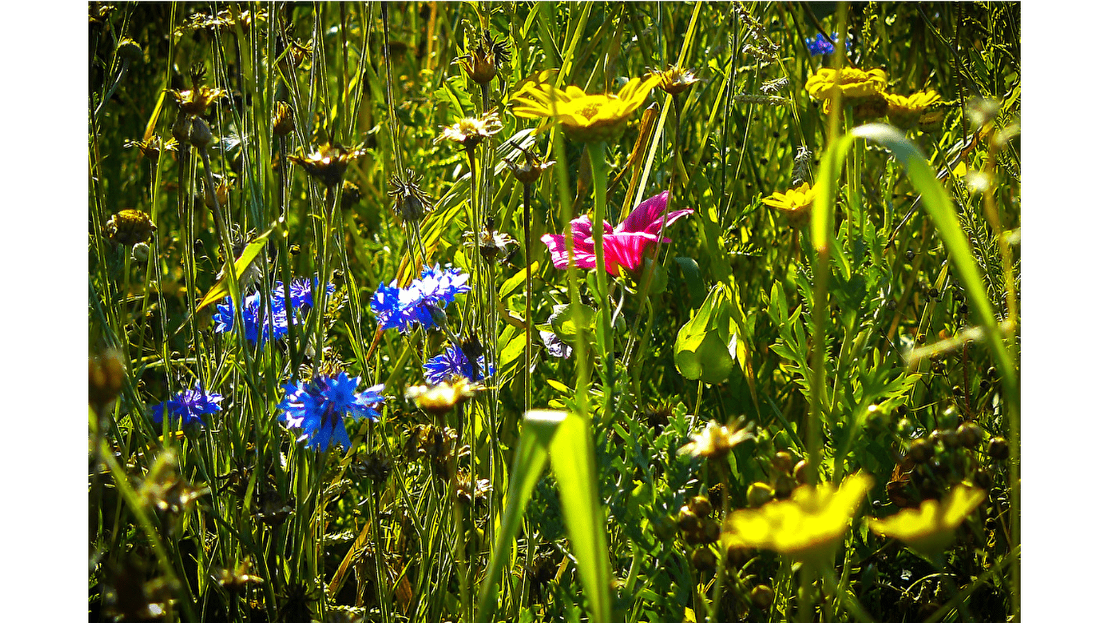 Circuit VTT n°25 Roche-lez-Beaupré