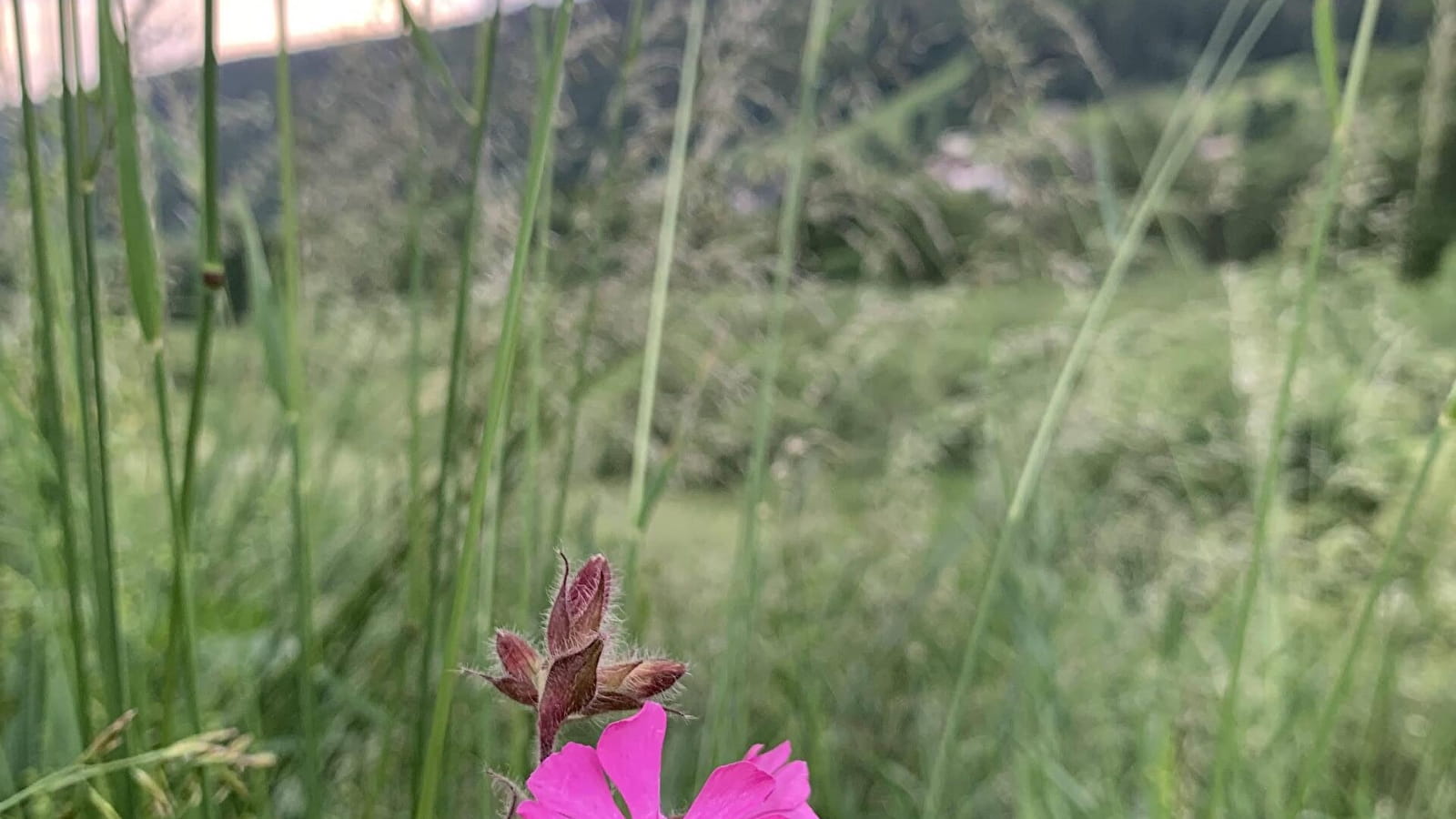 Randonnée pédestre : Lélex - belvédère du Truchet