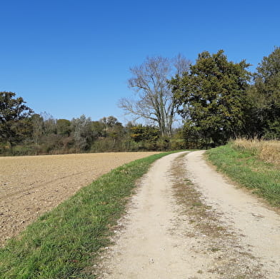 Circuit VTC-VTT n°4 (rouge) - La Voie Royale des bois de But